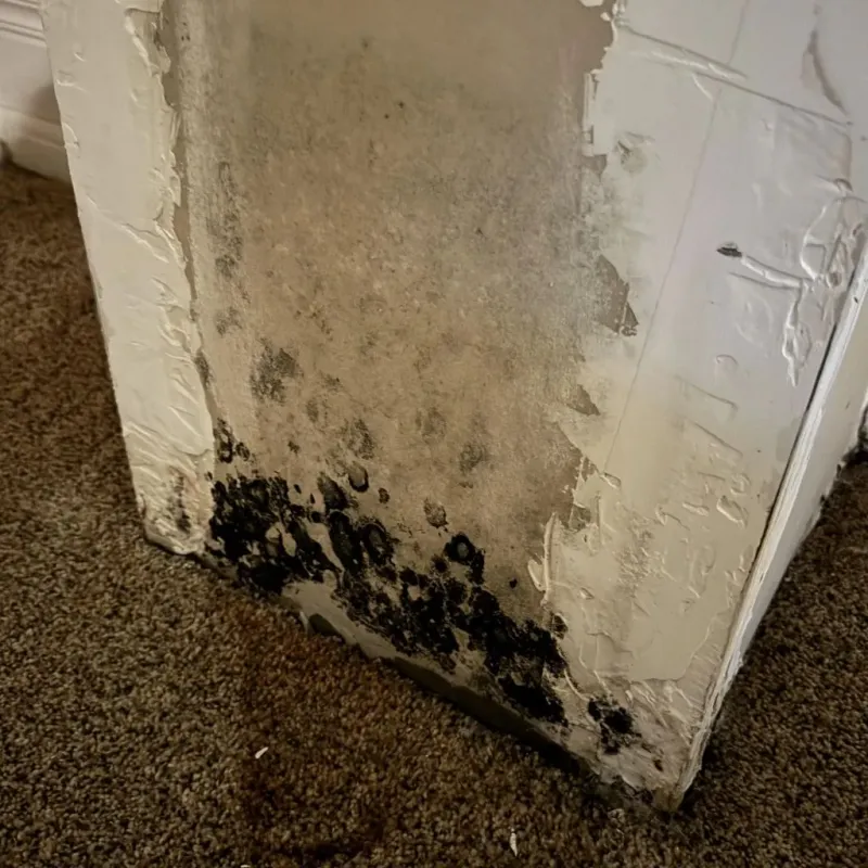 Professional Mold Removal in Hartford, IL